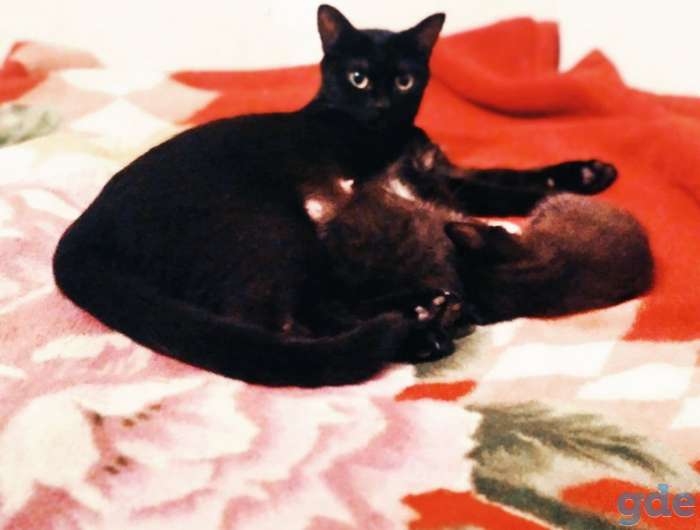 Котята в дар, фотография 9