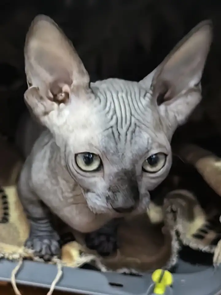 Котенок бамбино канадский сфинкс, фотография 4