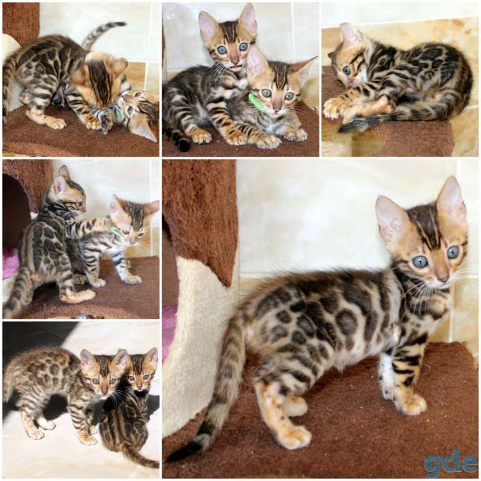 Бенгальский котенок. Вязка кот, фотография 2