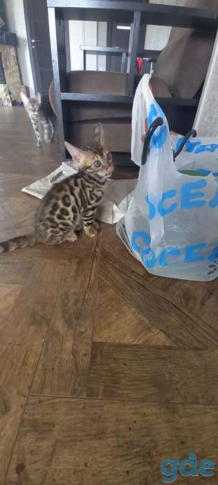 Бенгальские котята, фотография 6