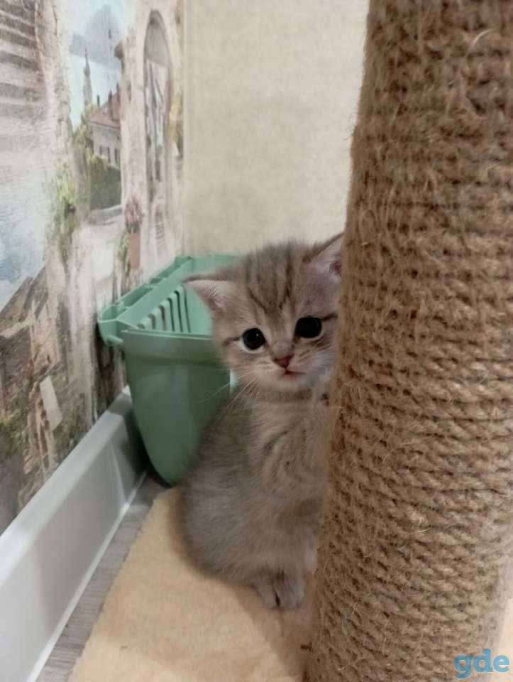 Шотландские котята, фотография 3