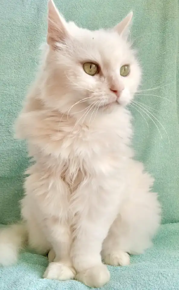 КОТ ТЕО В ДАР! ИЩЕТ ДОМ, фотография 1