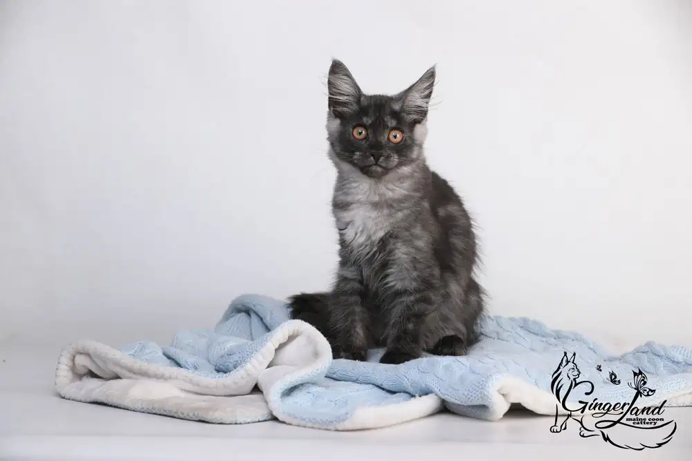 Котята Мейн-кун из питомника, фотография 6