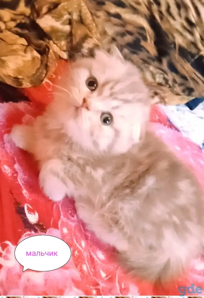 Шотландские вислоухие котята, фотография 9