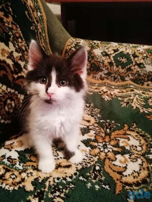 котята в добрые руки, фотография 1