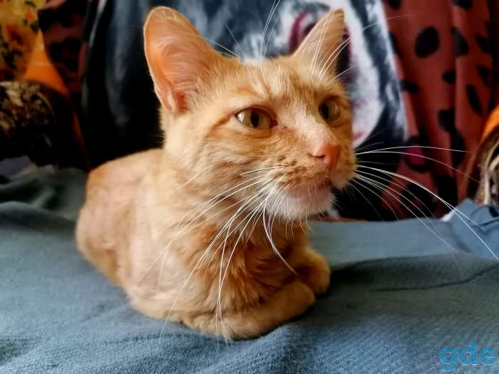 Котенок в дар, фотография 2