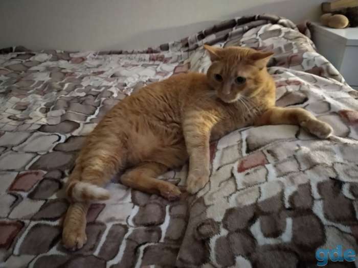 Добрый котяра в дар, фотография 2