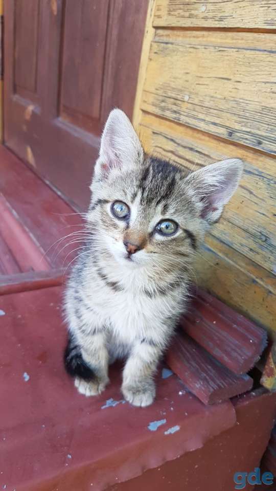 Котята найденыши, фотография 4