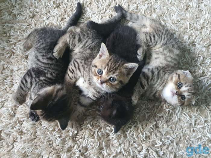 Милашки-котятки, фотография 7
