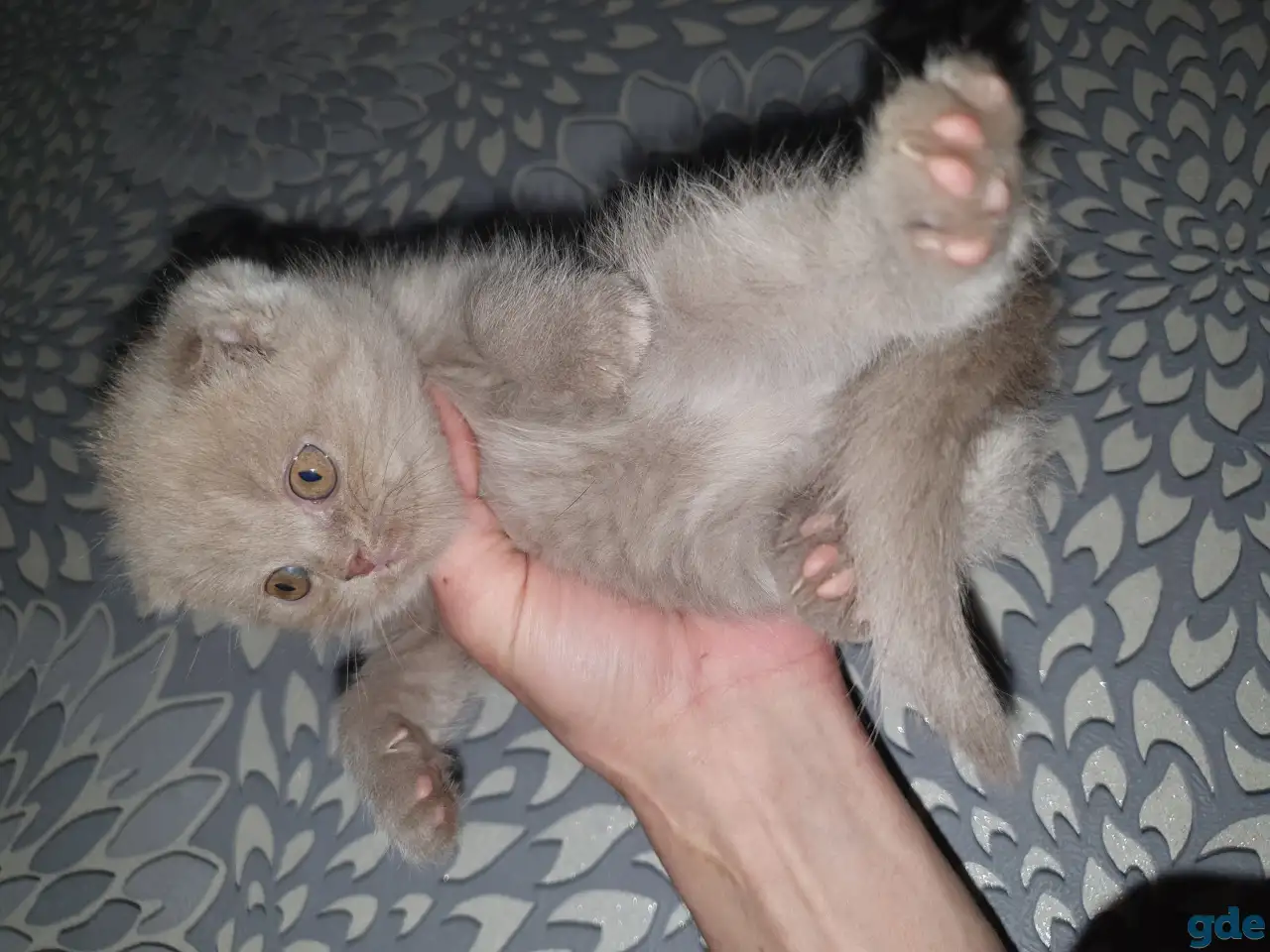 Продажа котят, фотография 12
