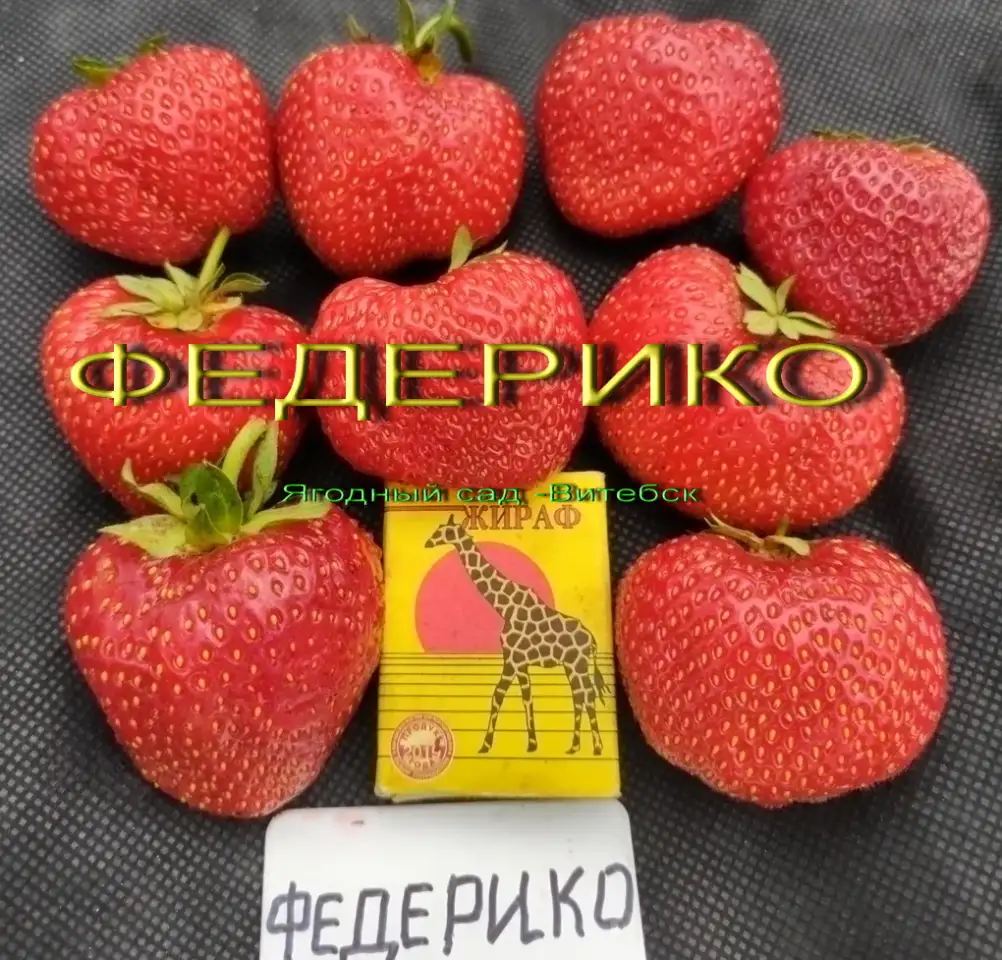 САЖЕНЦЫ КЛУБНИКИ - 50 сортов  - купить в Гомеле с питомника, фотография 11