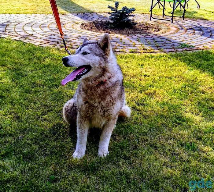 Очаровательная девочка Сибирская Хаски, фотография 2