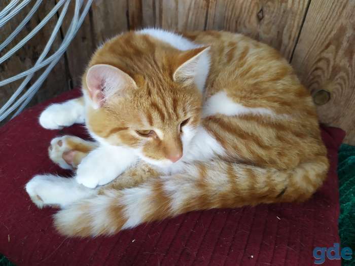 Котята в дар, фотография 1