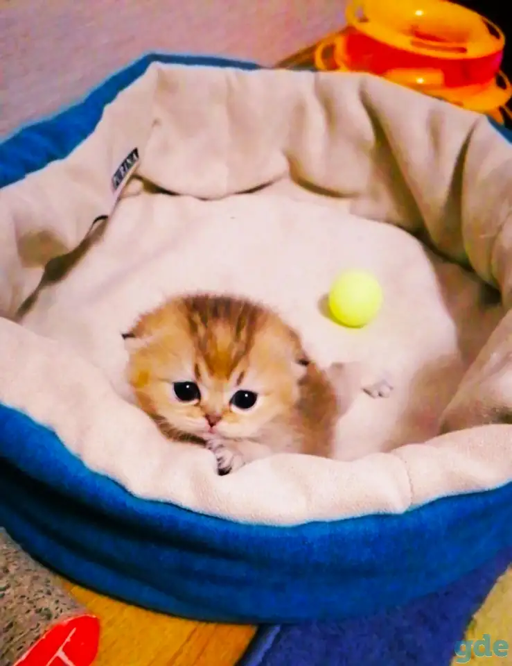 Продажа шотландского котенка, фотография 1