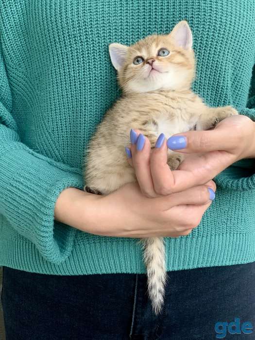 Шикарный шотландский котёнок, фотография 4