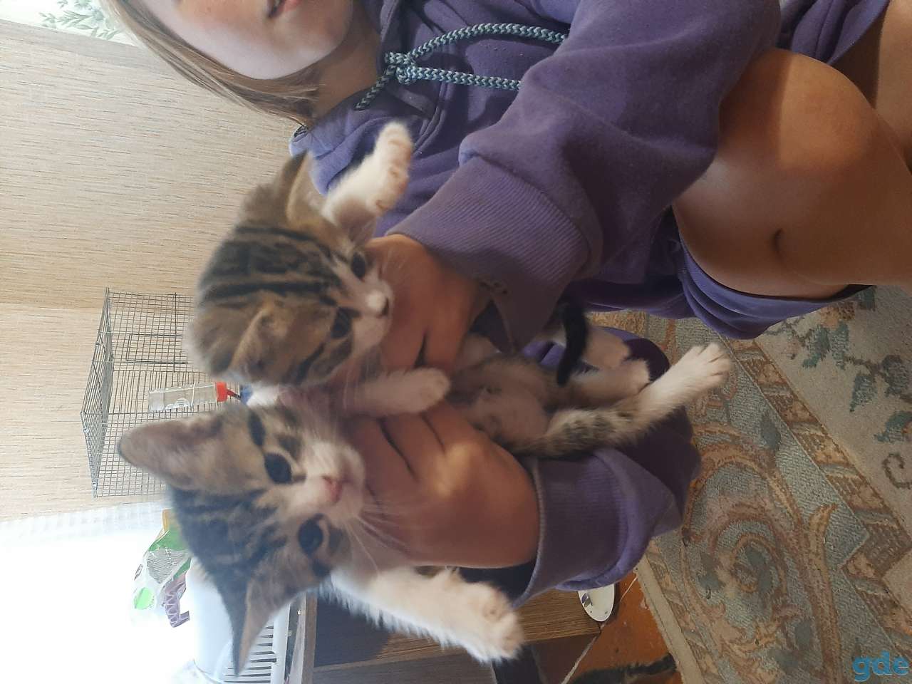 котята Шотландские гладкошёрстные, фотография 1