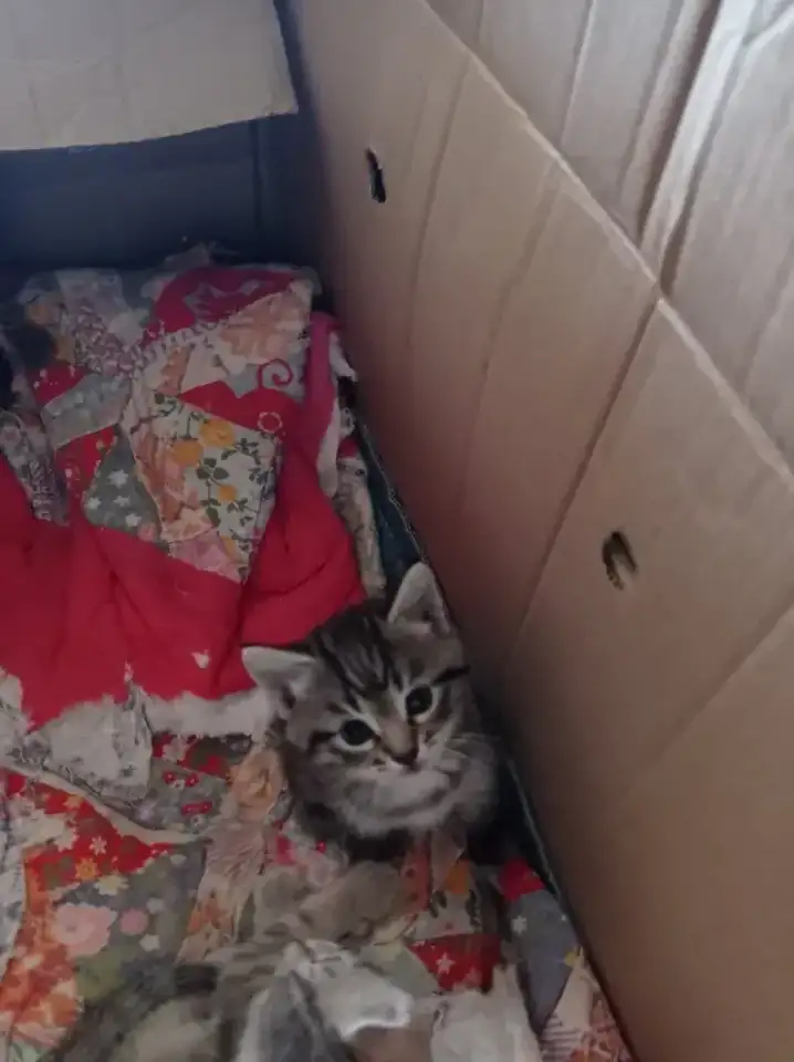 Котята очень красивые в добрые руки, фотография 1