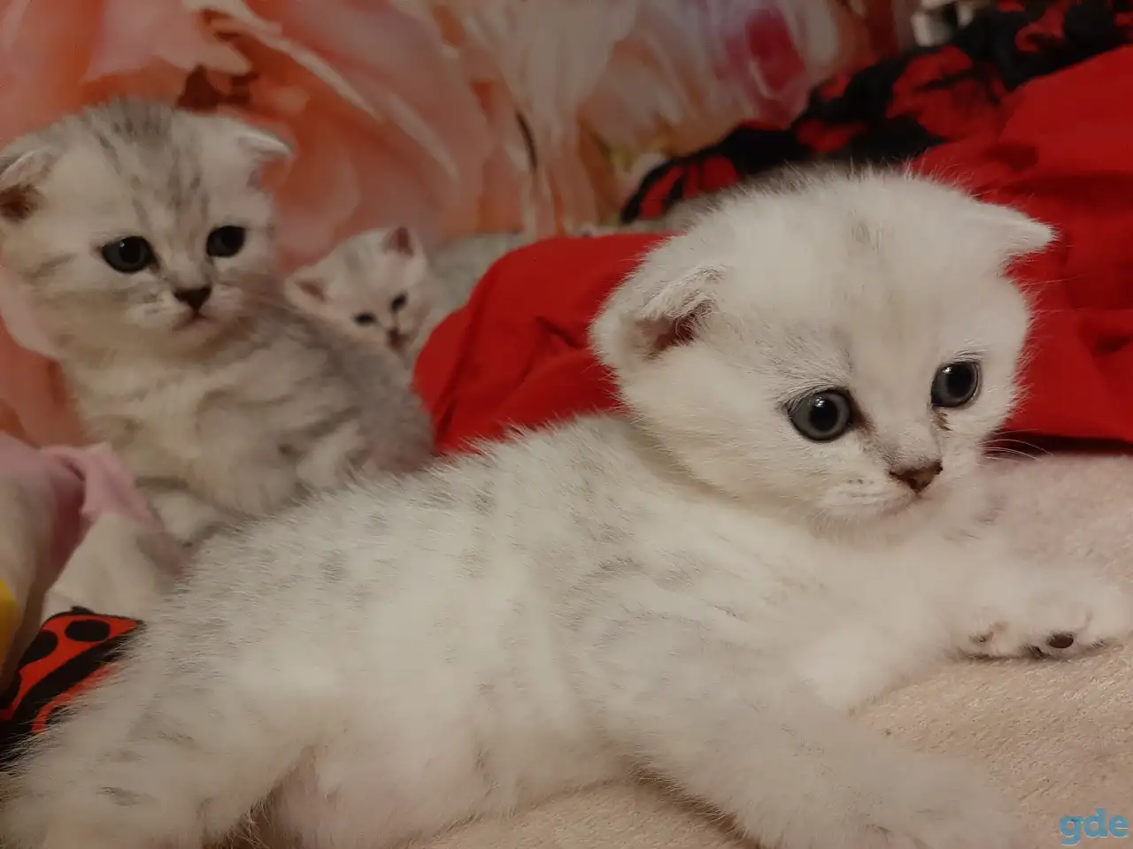 Шотландские  вислоухие котята, фотография 1