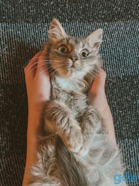 Котенок ищет дом, фотография 3