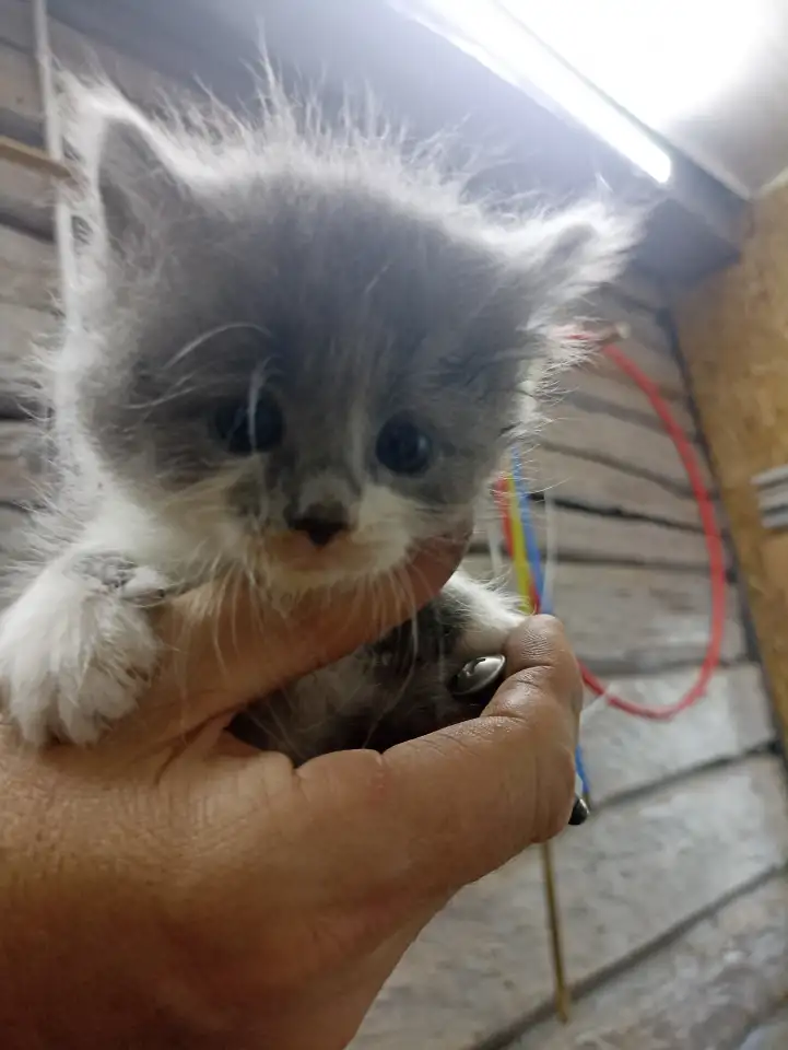 Котята в добрые руки, фотография 1