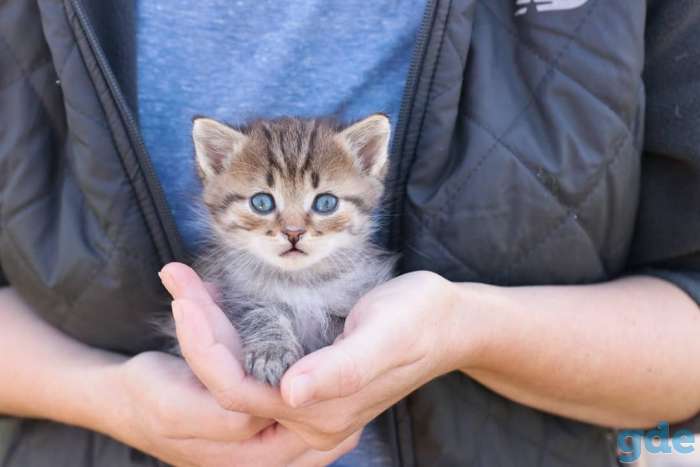 Котята в дар г.Минск, фотография 4