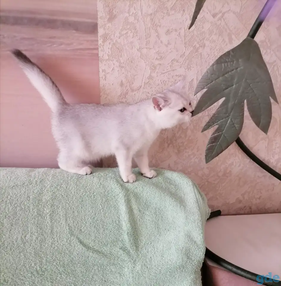Британские котята, фотография 4
