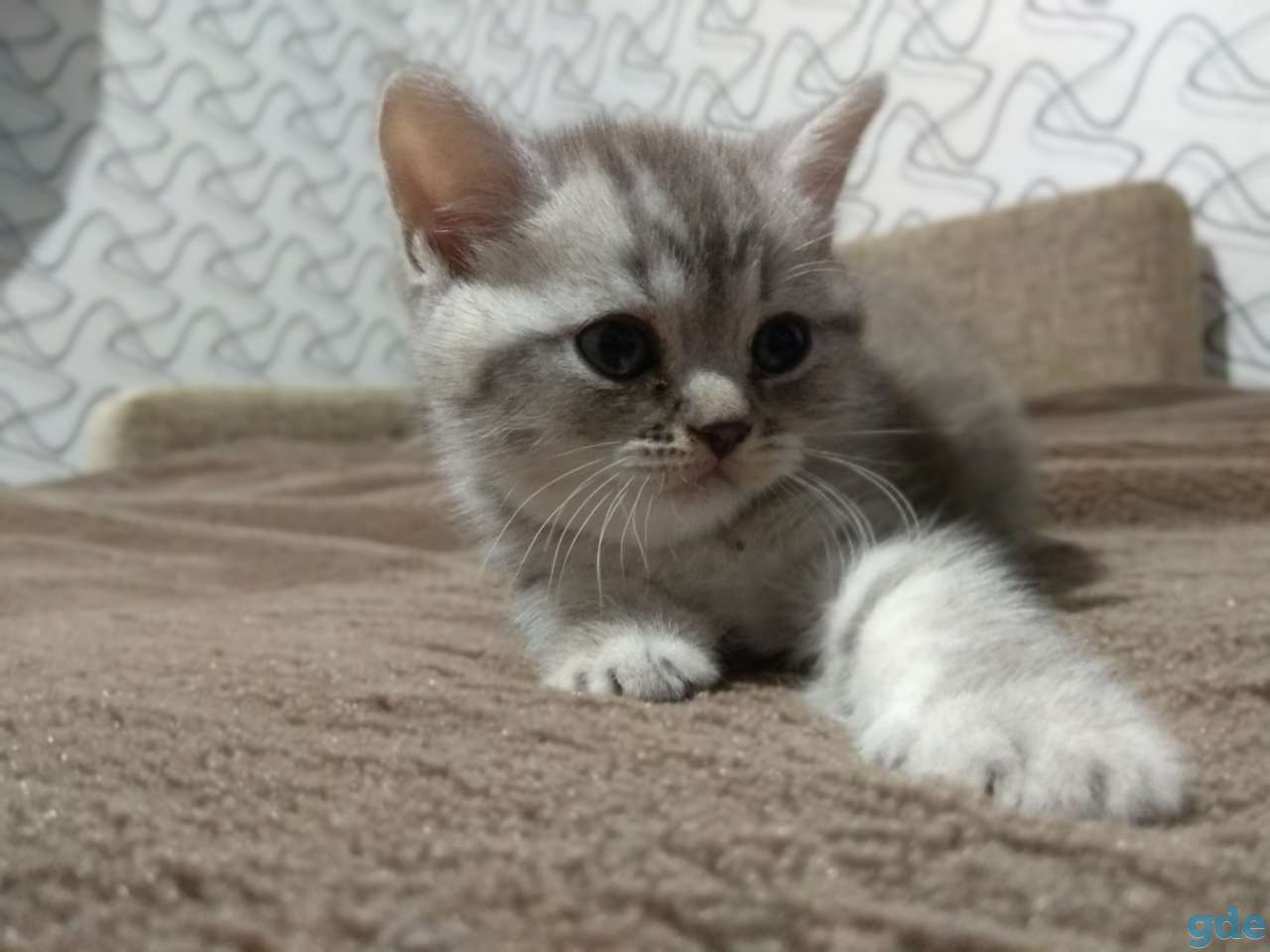 Шотландские котята, фотография 4