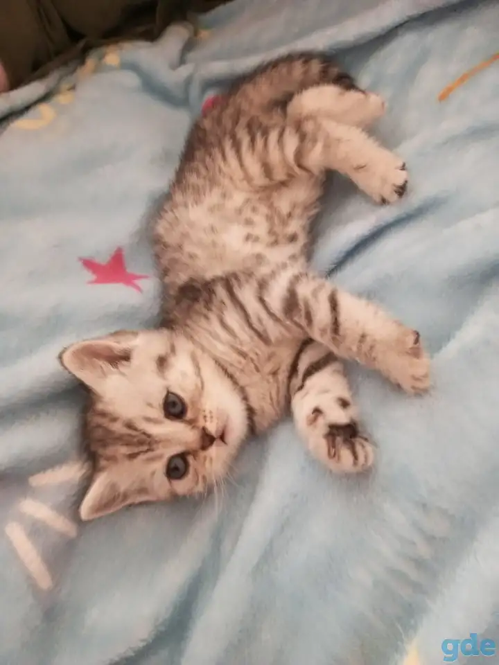 Котята, фотография 5