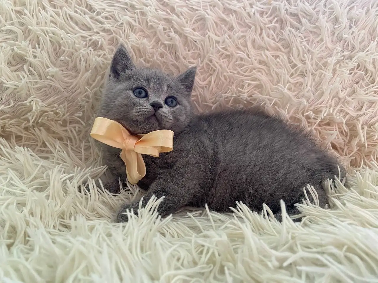 Британские котята, фотография 6