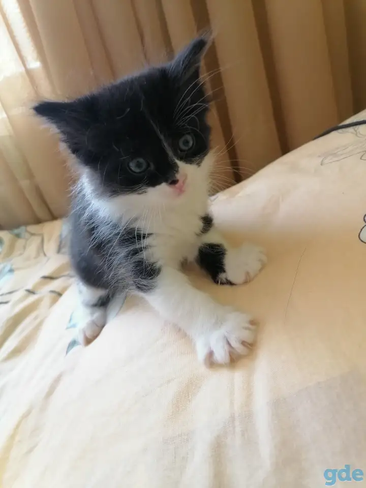 Отдам котят, фотография 2