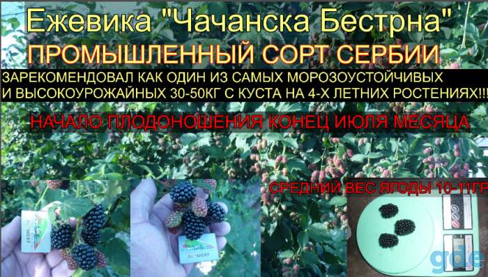 Ежевика саженцы, фотография 4
