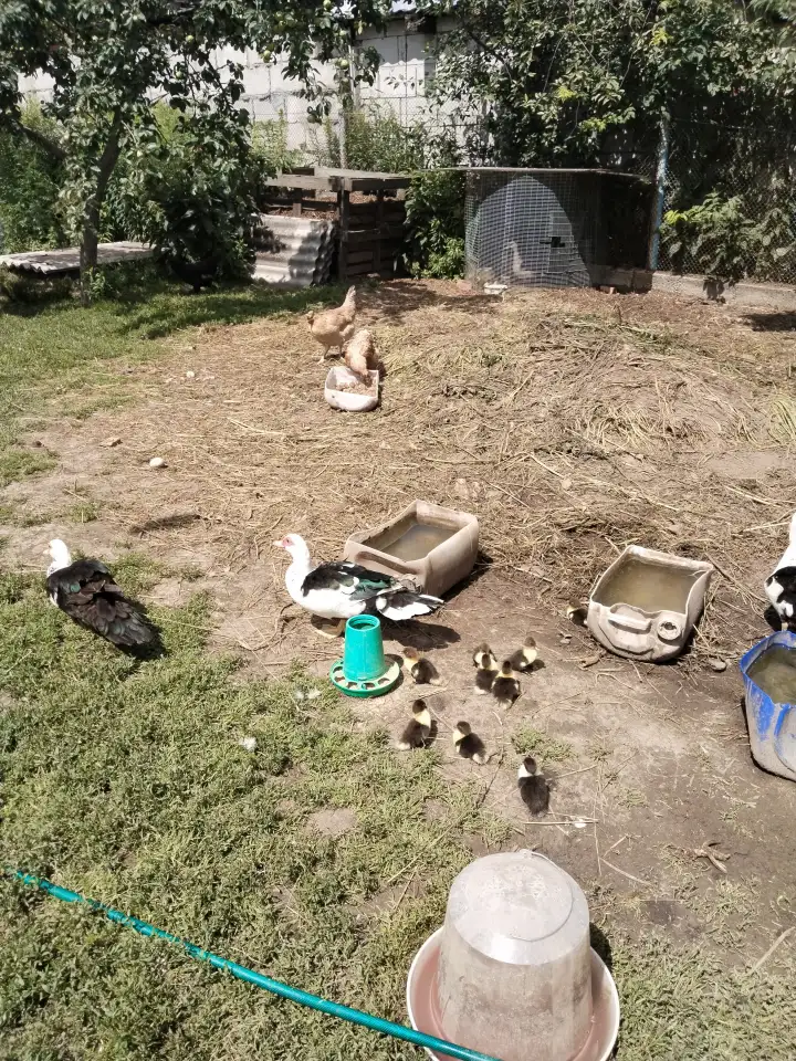 Продаю индоутят различного возраста, фотография 1