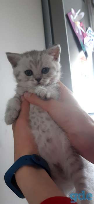 Шотландские очаровательные котята., фотография 4