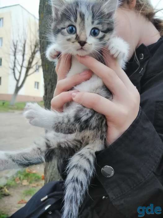 Отдам котят в добрые руки, фотография 2