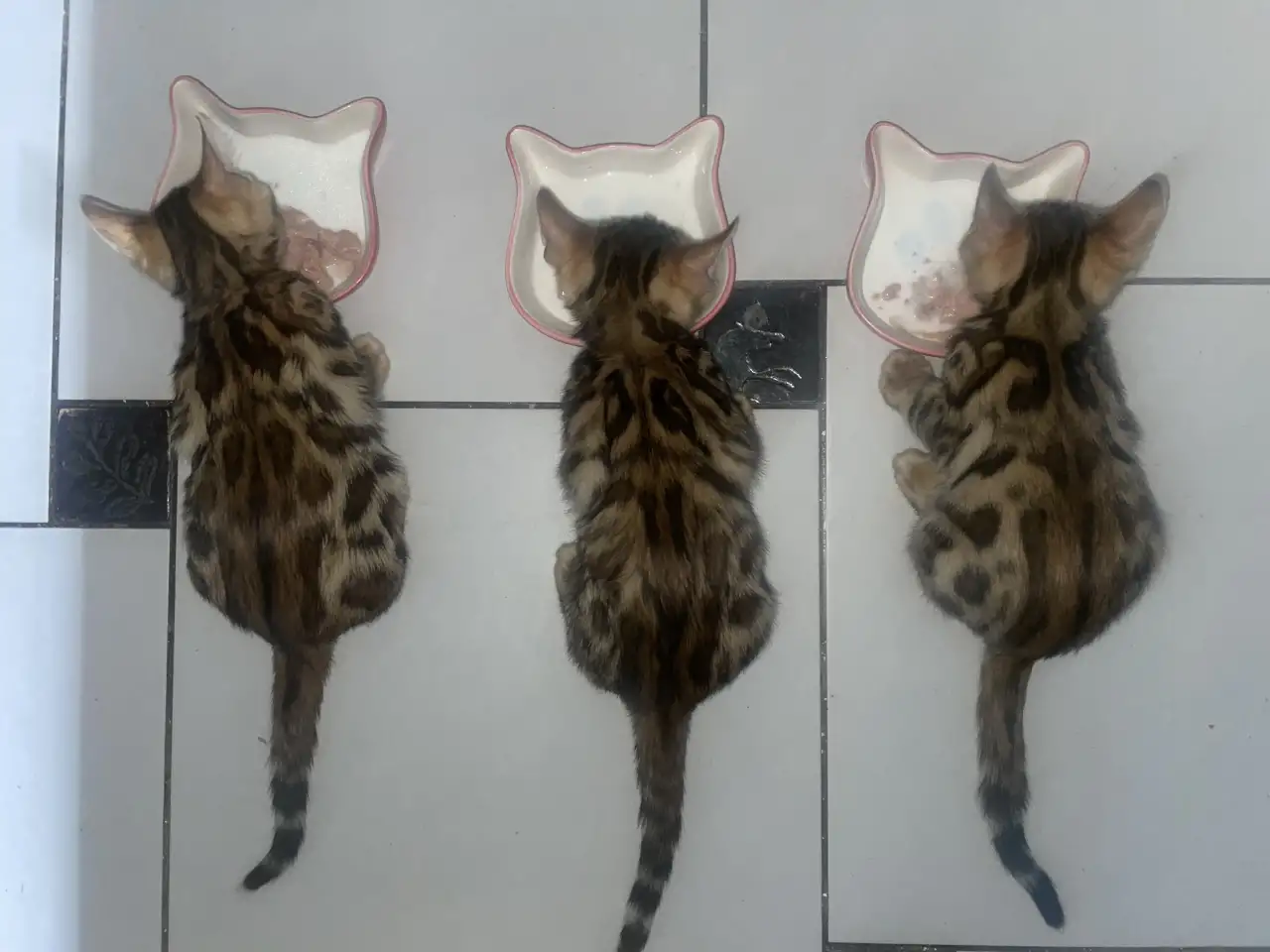 Котята бенгалы, фотография 1