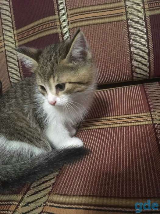 подарю котят, фотография 3