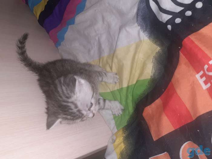 Шотландские котята, фотография 6