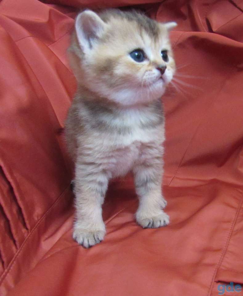 шотландские котята, фотография 6