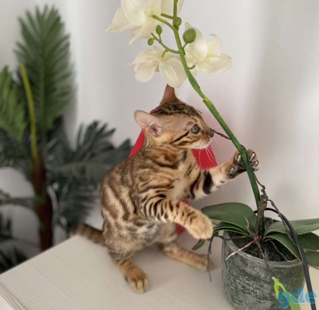 Бенгальская кошка, фотография 2