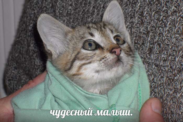 Котенок в дар, фотография 1