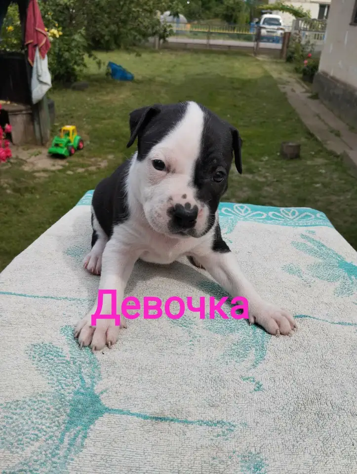 Щенки Ам стаффа, фотография 4