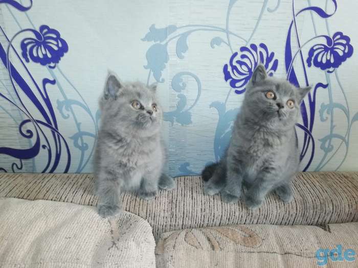Котята британской породы, фотография 5