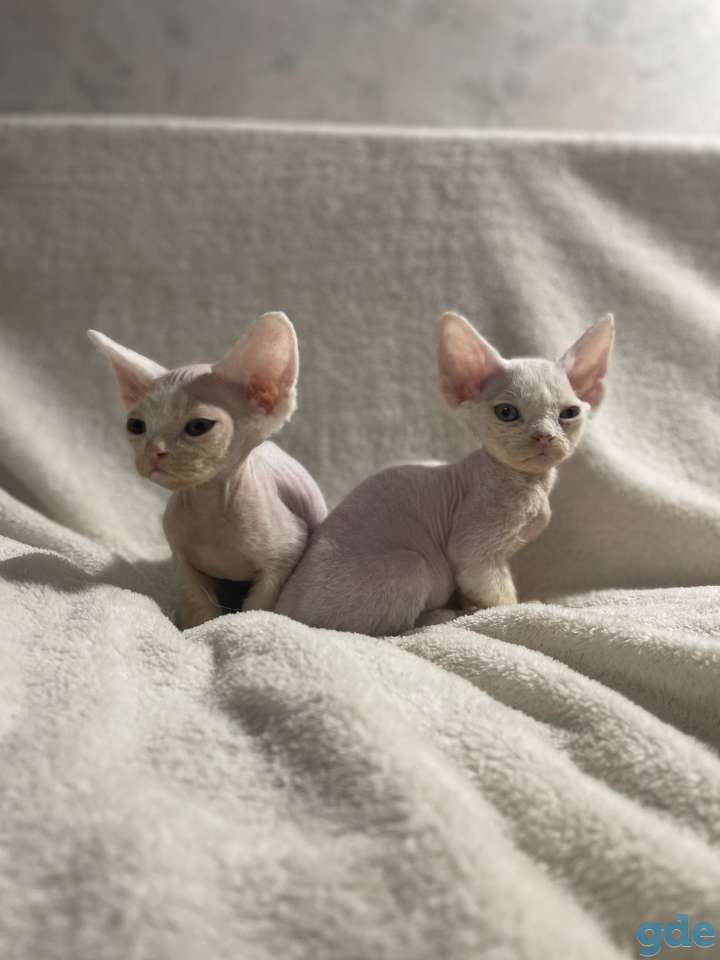 Котята девон-рекс 2 месяца, фотография 11
