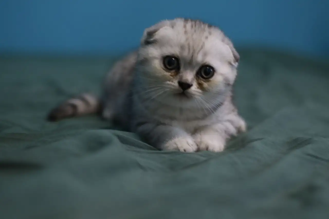 Шотландские котята, фотография 2