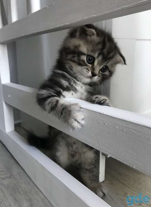 Шотландские котята, фотография 4