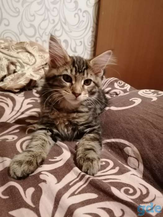 Котенок Мейн кун, фотография 1