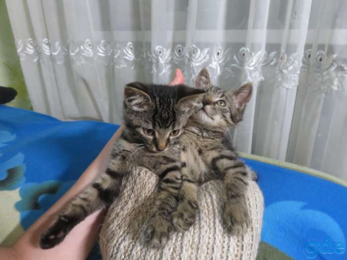 Котята в добрые руки, фотография 10