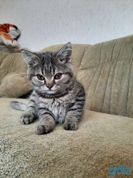 Котенок ищет дом, фотография 2
