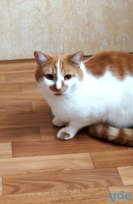Кот Джокер. Солнечный кот, кастрирован., фотография 10