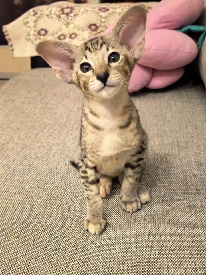 Ориентальный котенок, фотография 1